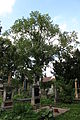 Památný jasan ztepilý na hřbitově v Brandýse nad Labem. Template:Mediagrant
