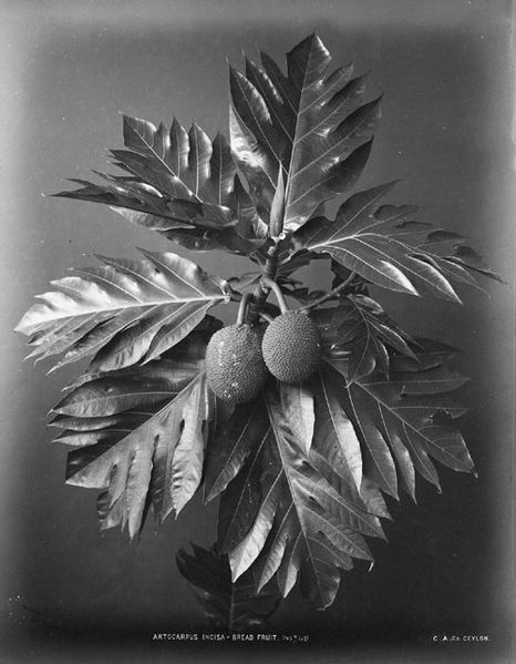  Photograph of Artocarpus altilis from Sri Lanka. Album print, c. 27.5 x 21.5 cm