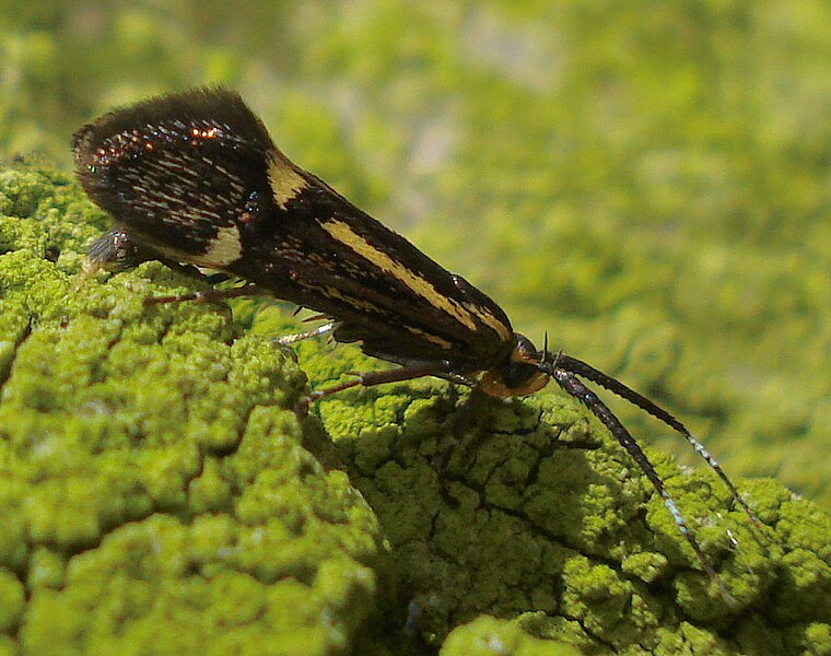 File:British Moths - Oecophoridae - Oecophorinae - Esperia sulphurella.jpg