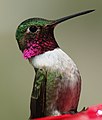 Broad-tailed hummingbird - panoramio.jpg