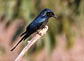 Bronzed Drongo I IMG 1690.jpg