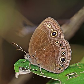 Coklat-tempat bush brown (Bicyclus madetes madetes) bawah 4.jpg