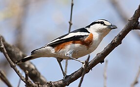 Brubru, Nilaus afer, at Pilanesberg National Park, Northwest Province, South Africa (29688553686).jpg