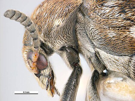 Tập_tin:Bruchus_emarginatus_head_side.jpg