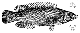 (Acantholabrus palloni)