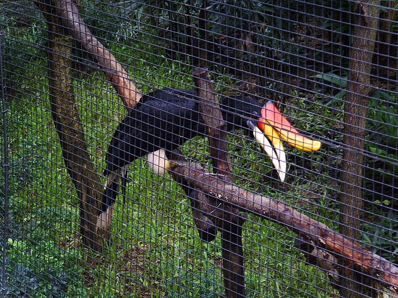 File:Buceros rhinoceros Kowloon Park.jpg