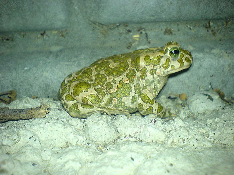 File:Bufo1 2008.JPG