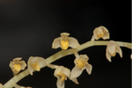Bulbophyllum apodum üçün miniatür