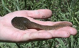 Bullfrog: Taxonomy, Adults, Feeding