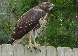 Buteo jamaicensis Vero Beach.jpg