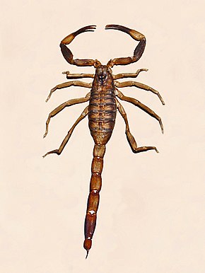 Описание Buthidae - Babycurus buettneri.JPG image.