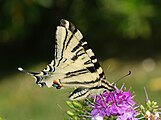 Iphiclides feisthamelii (Papilionidae) Southern Swallowtail