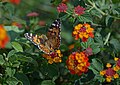 * Nomination Butterfly Nymphalis urticae on Lantana camara. Rhodes, Greece --Ввласенко 20:55, 13 February 2023 (UTC) * Decline Insufficient quality, blurry. --Rjcastillo 01:28, 14 February 2023 (UTC)