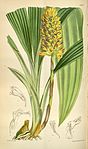 Calanthe pulchra (as Calanthe curculigoides) - Curtis' 100 (Ser. 
 3 no. 
 30) pl. 
 6104 (1874). 
 jpg
