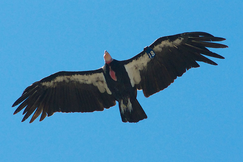 File:California Condor Pinnacles NM 2.jpg