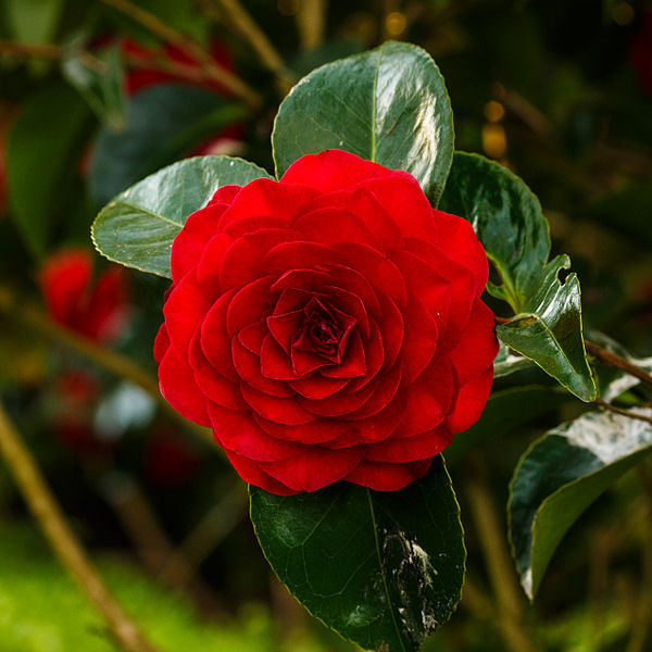 File:Camellia × williamsii 'Roger Hall'. Locatie, Tuinreservaat Jonkervallei 03.jpg