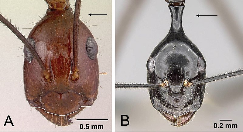 File:Camponotus (10.3897-zookeys.681.13187) Figure 4.jpg