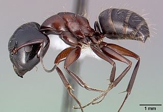 <i>Camponotus anthrax</i> Species of ant