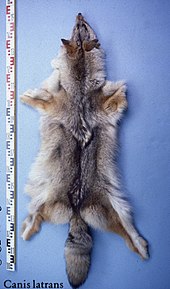 Fur of a Canadian coyote Canis latrans (Kanada) fur skin.jpg