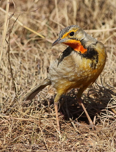 File:Cape Longclaw or Orange-throated Longclaw, Macronyx capensis at Rietvlei Nature Reserve, South Africa (19975398916).jpg