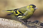 Carduelis spinus male.jpg