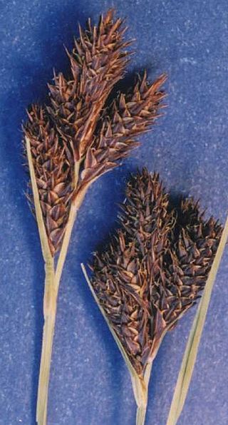 <i>Carex helleri</i> Species of grass-like plant