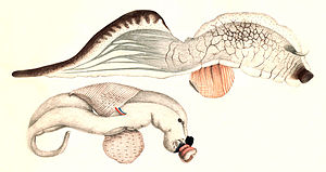 Live coloring of two Carinaria cristata from the Siboga expedition.  Above, a 42 cm long animal without a shell that was found floating on the surface.  In the lower specimen, the shell is present but positioned strangely low on the fuselage.  The mouth is on the right, the round structure on the underside is the swim fin.  The animals swim in reverse with the swim fin on top and the housing below.