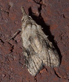 Carposina fernaldana, currant fruitworm moth, Size: 8.5 mm Carposina fernaldana P1030037b.jpg