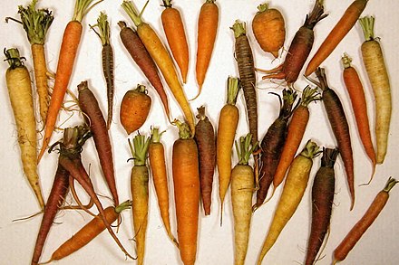 Carotene is responsible for the orange colour of carrots and the colours of many other fruits and vegetables and even some animals.