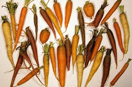 File:CarrotDiversityLg.jpg