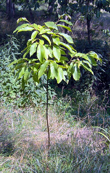 File:Castanea dentata field trial.jpg