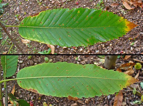 Leaf (upside, reverse side)