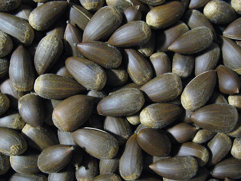 File:Castanopsis sieboldii nuts02.jpg