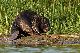 Eurasian beaver