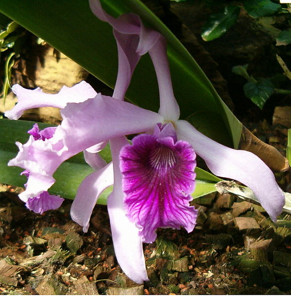 File:Cattleya gaskelliana Flowers BotGardBln0906b.jpg