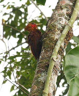 Chestnut woodpecker (male)