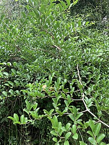 Celtis iguanaea, импортированная с iNaturalist, фото 58872154 28 марта 2020 года. Jpg