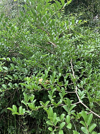 <i>Celtis iguanaea</i> Species of plant