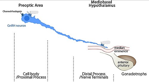 Sistema endocrino - Wikipedia, la enciclopedia libre