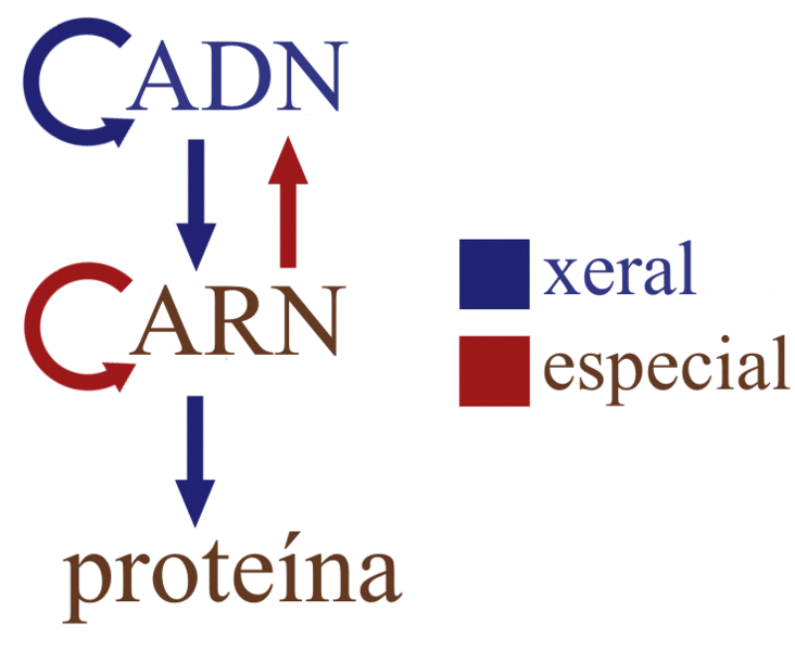 Ficheiro:Centraldogma nodetails gl.gif