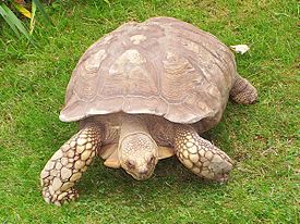 Шпороносная черепаха (Centrochelys sulcata)