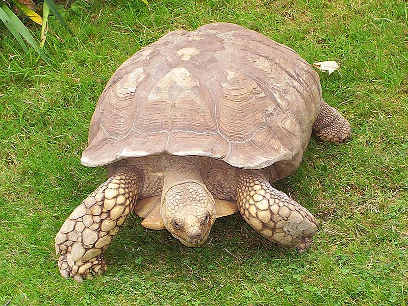 File:Centrochelys sulcata.jpg