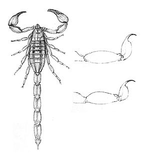 Descrierea imaginii Centruroides nitidus 1894.jpg.
