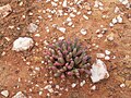 Aizoaceae, Knersvlakte, Westkap, Südafrika