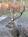 Dybowski's Sika Deer (Cervus nippon hortulorum) Dybowski-Hirsch