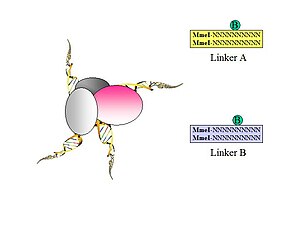 Figure 1. Biotinylated universal linkers with Mme1 restriction endonuclease sites are introduced. ChIPPET3.JPG