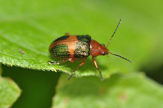 <i>Chalcophana</i> Genus of leaf beetles