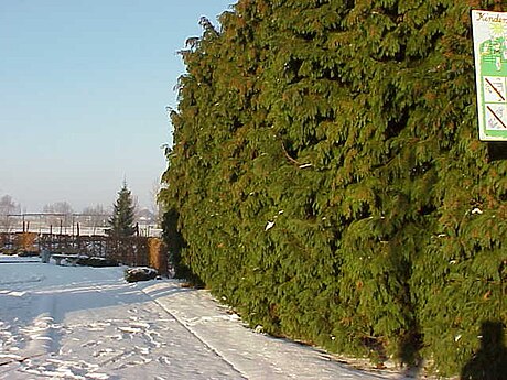 Chamaecyparis lawsoniana