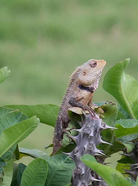 File:Chameleon India.jpg