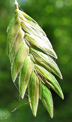 Описание изображения Chasmanthium latifolium-spikelet.jpg.